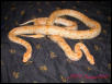 Albino Het Granites