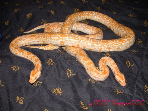 Albino Het Granites