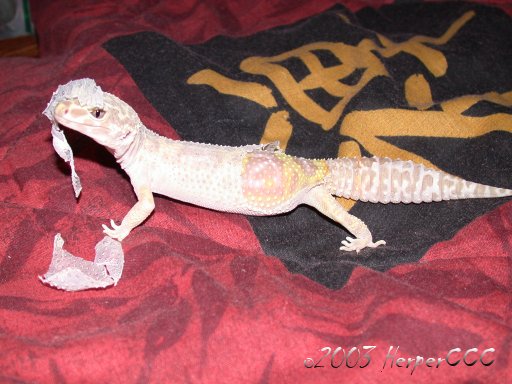 Albino Leopard
