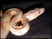 Male Albino BCI