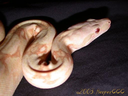 Male Albino BCI