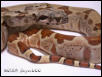 Hypo Het Female