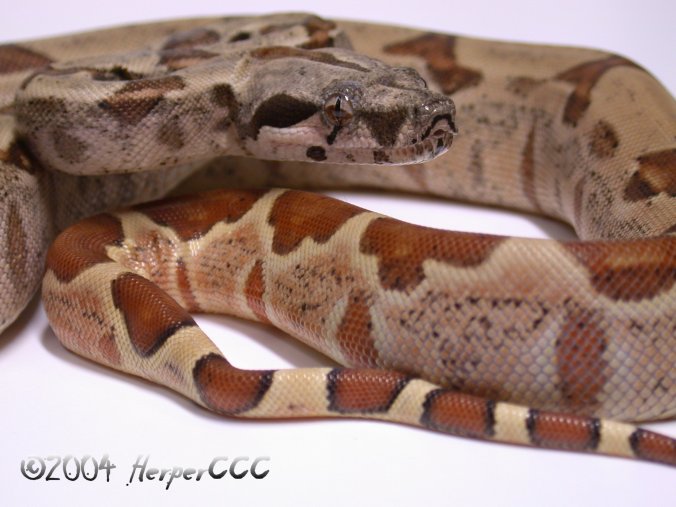 Hypo Het Female