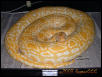 Albino Het Granite