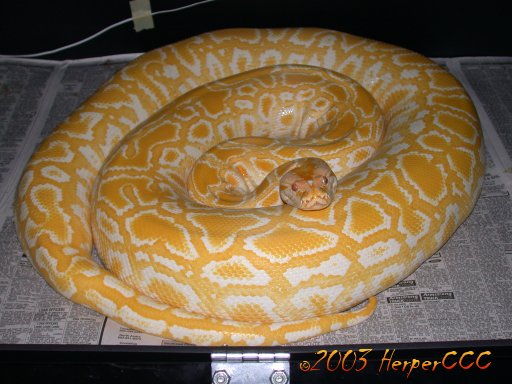 Albino Het Granite