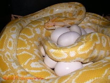 Eggs!