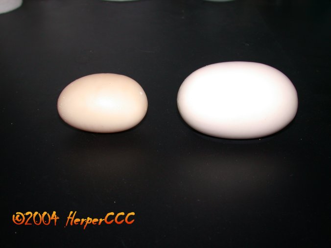 Slug Comparison