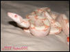 Albino Boas