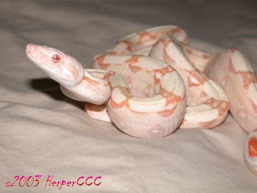 Albino Boas