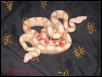 Albino Boas