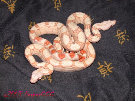Albino Boas
