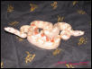 Albino Boas