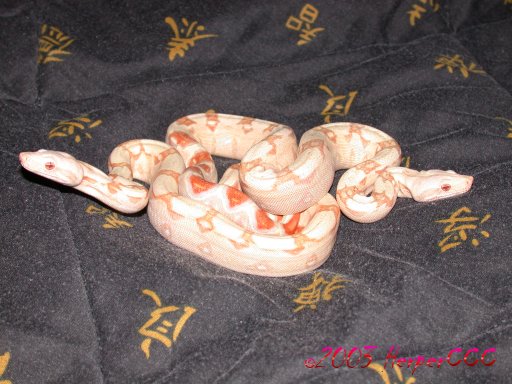 Albino Boas
