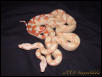 1.1 Gorgeous Albino BCI!