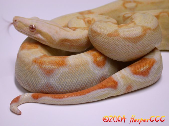 Albino Female