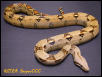Female Boa