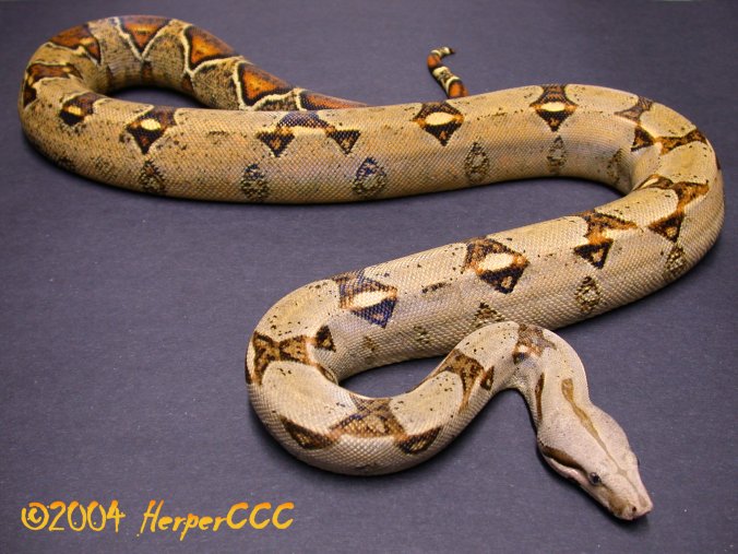Female Boa