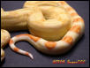 Boa Tail