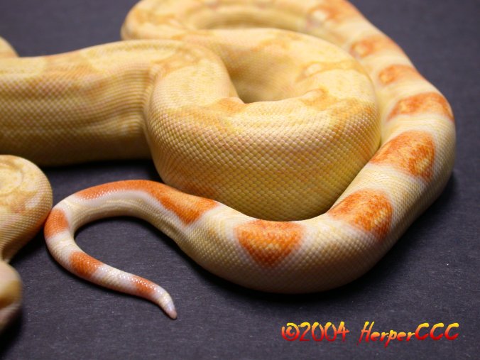 Boa Tail