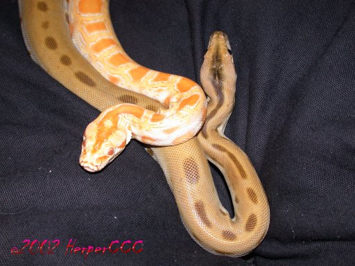 Albino&Green Burms