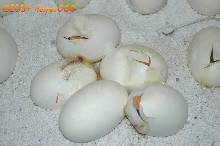 Hatching 01