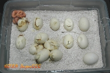 Hatching 02