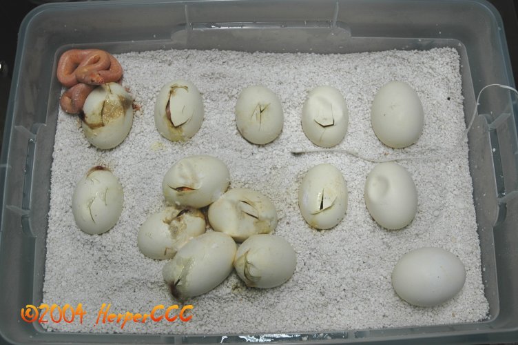 Hatching 02