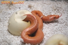 Hatching 03