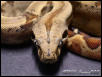Male Hypo Het Anery