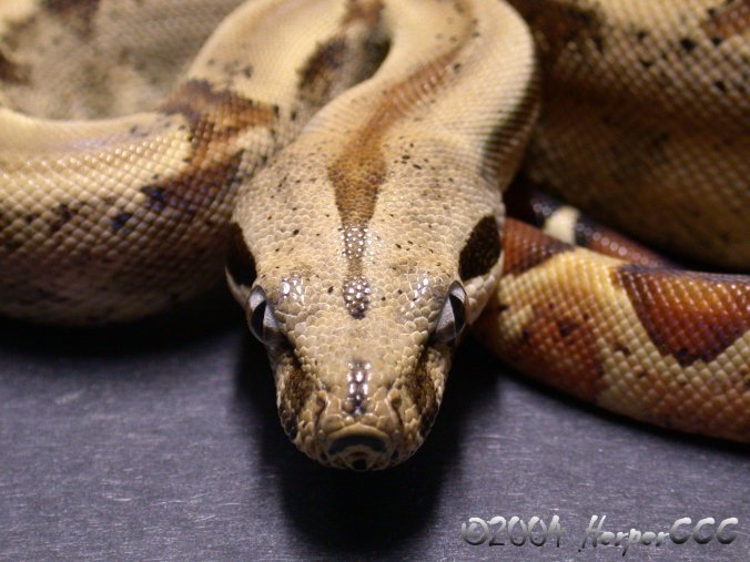 Male Hypo Het Anery
