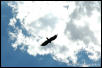Turkey Vulture