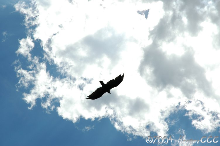 Turkey Vulture