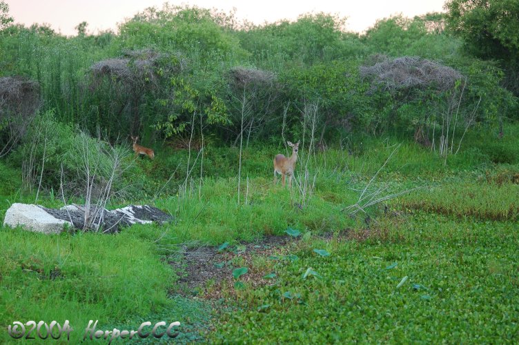Deer