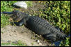 Basking