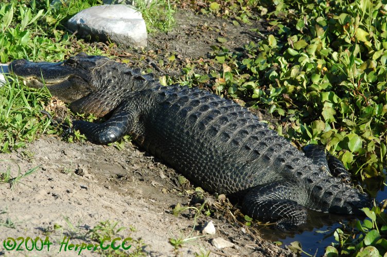 Basking