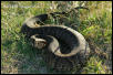 Florida Cottonmouth