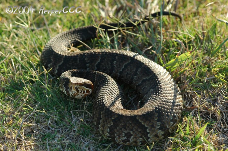 Florida Cottonmouth