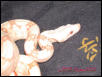 Albino Male