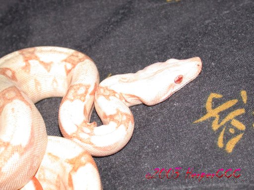 Albino Male
