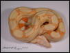 Albino Male Boa