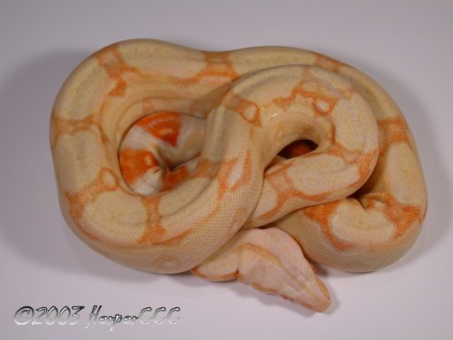Albino Male Boa