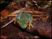 Orion-Red Eye Tree Frog