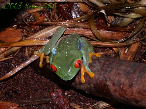 Orion-Red Eye Tree Frog
