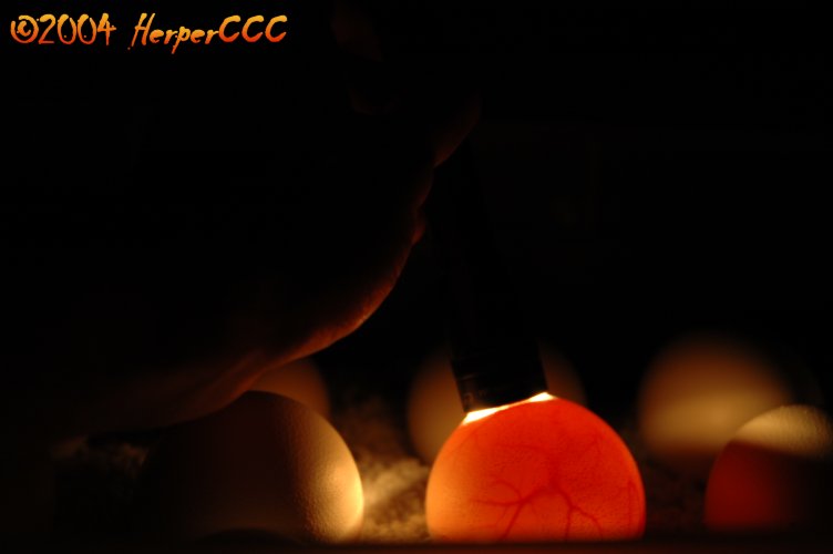 Candling 1