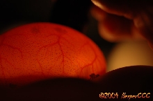 Candling 3