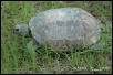 Tort