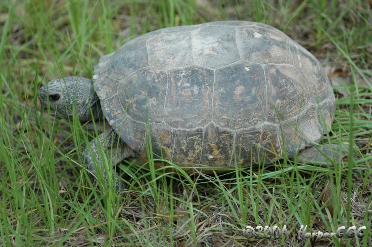 Tort