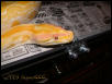 Poseidon-Male Albino Burm