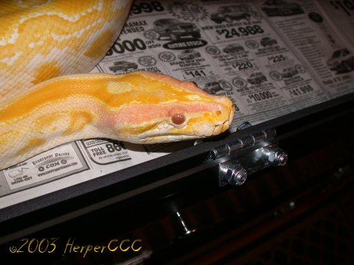 Poseidon-Male Albino Burm