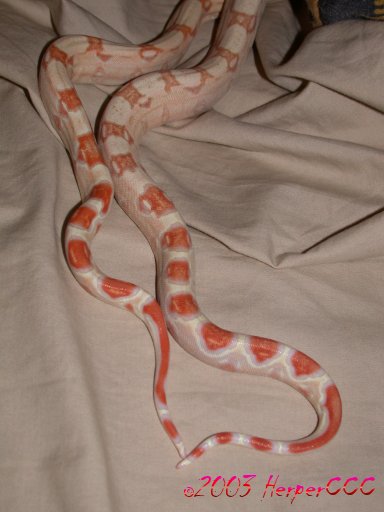Got Tail?